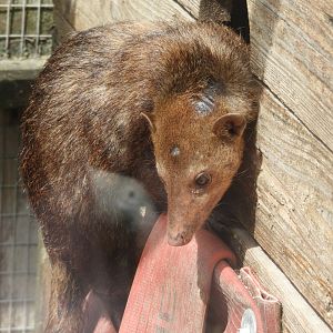 [2020] Common cusimanse