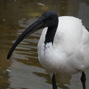 [2020] African sacred ibis