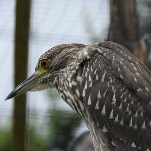 [2020] Black-crowned night heron