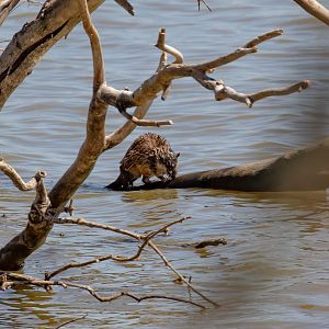 Australian Water Rat (Rakali)