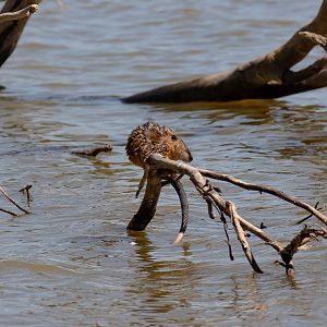 Australian Water Rat (Rakali)