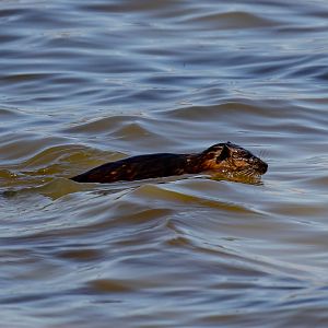 Australian Water Rat (Rakali)