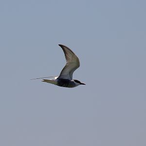 Whiskered Tern
