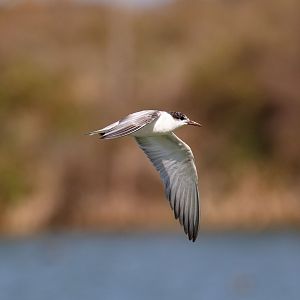 Whiskered Tern