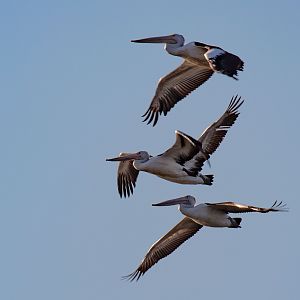 Australian Pelicans