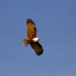 Brahminy Kite