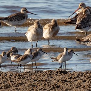 Curlew Sandpipers (in foreground)