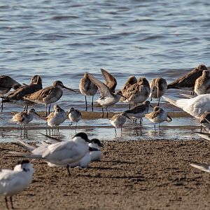 Black-tailed Godwits