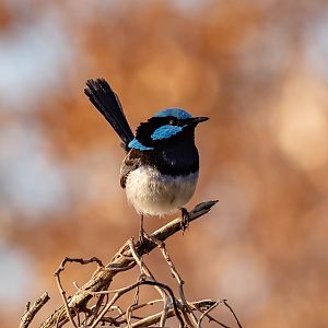 Superb Fairywren