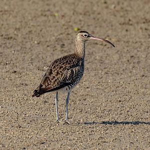 Whimbrel