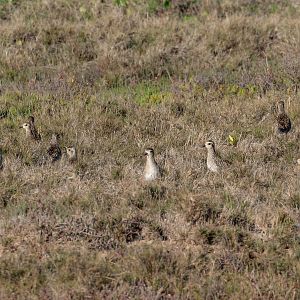 Pacific Golden Plovers