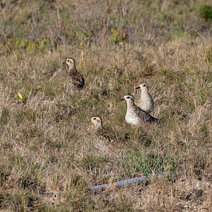 Pacific Golden Plovers