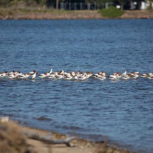 Red-necked Avocets