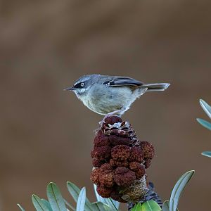 White-browed Scrubwren