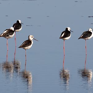 White-headed Stilts