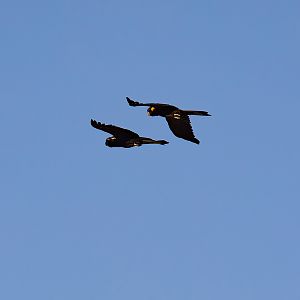 Yellowtail Black Cockatoos