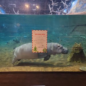 Adventure Aquarium - Hippo zoomies
