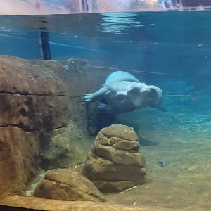 Adventure Aquarium - Hippo parkour
