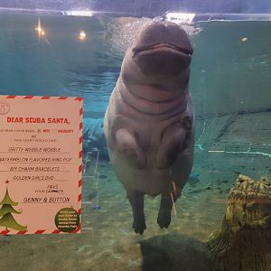 Adventure Aquarium - Hippo hops