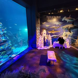 Adventure Aquarium - Christmas decor