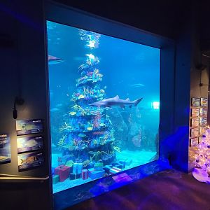 Adventure Aquarium - Christmas decor, "tallest underwater christmas tree"