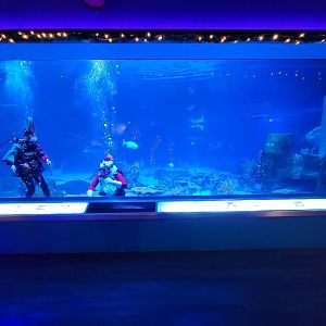 Adventure Aquarium - Santa and his elves in the way of seeing the sharks/fish