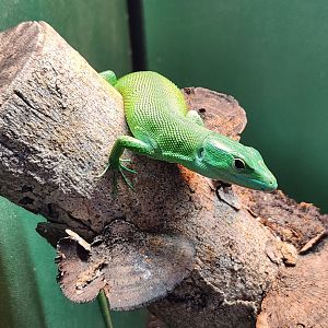 Iguanaland - Gastropholis prasina