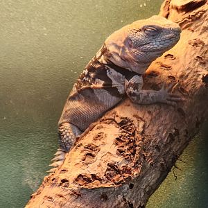 Iguanaland - Cachryx defensor