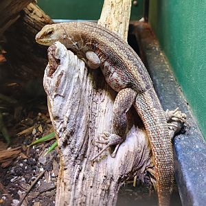 Iguanaland - Leiocephalus schreibersi