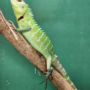 Iguanaland - Calotes calotes