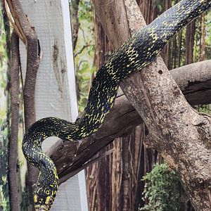 Iguanaland - Elaphe carinata