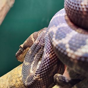 Iguanaland - Morelia carinata