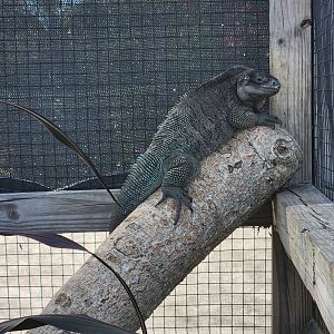 Iguanaland - Cyclura pinguis