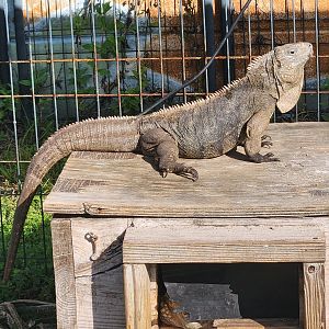 Iguanaland - Cyclura nubila caymanensis