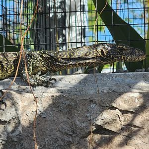 Iguanaland - Varanus doreanus