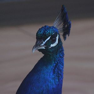 Indian Peafowl, Lindale Village
