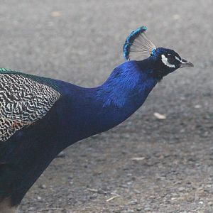 Indian Peafowl, Lindale Village