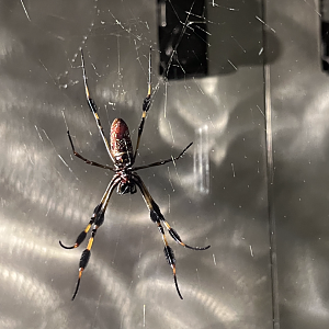 Trichonephila sp. ID