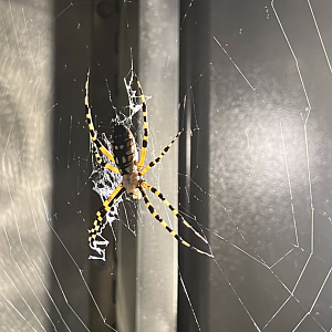 Argiope sp. ID