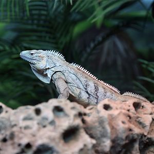 Grand Cayman Blue Iguana (Cyclura lewisi)
