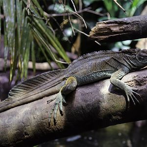 Philippine Sailfin Lizard