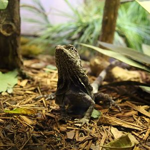 Frilled Lizard