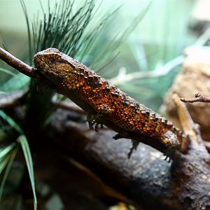 Chinese Crocodile Lizard