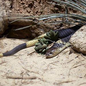 Snouted Cobra (Naja annulifera)
