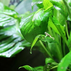 Kihansi Spray Toad Exhibit