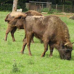 [2021] Wisent