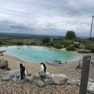 [2021] Rockhopper penguin enclosure