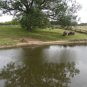 [2021] Common hippo enclosure