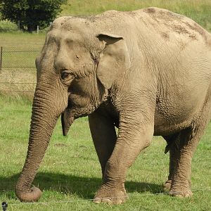 [2021] Asian elephant
