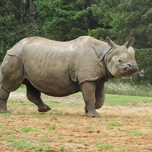 [2021] Indian rhino